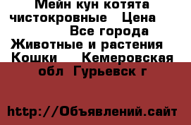 Мейн-кун котята чистокровные › Цена ­ 25 000 - Все города Животные и растения » Кошки   . Кемеровская обл.,Гурьевск г.